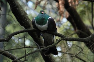 IMG_6865 pigeon NZ