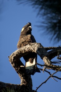 IMG_0001 (0) cacatoès noir queue jaune2