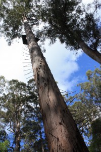 IMG_2648 Gloucester tree, surveillance forestière