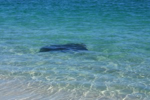 IMG_3298 raie Jurien Bay