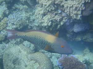 DSC00514