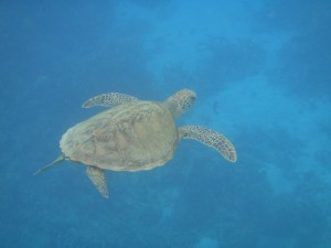 DSC00551